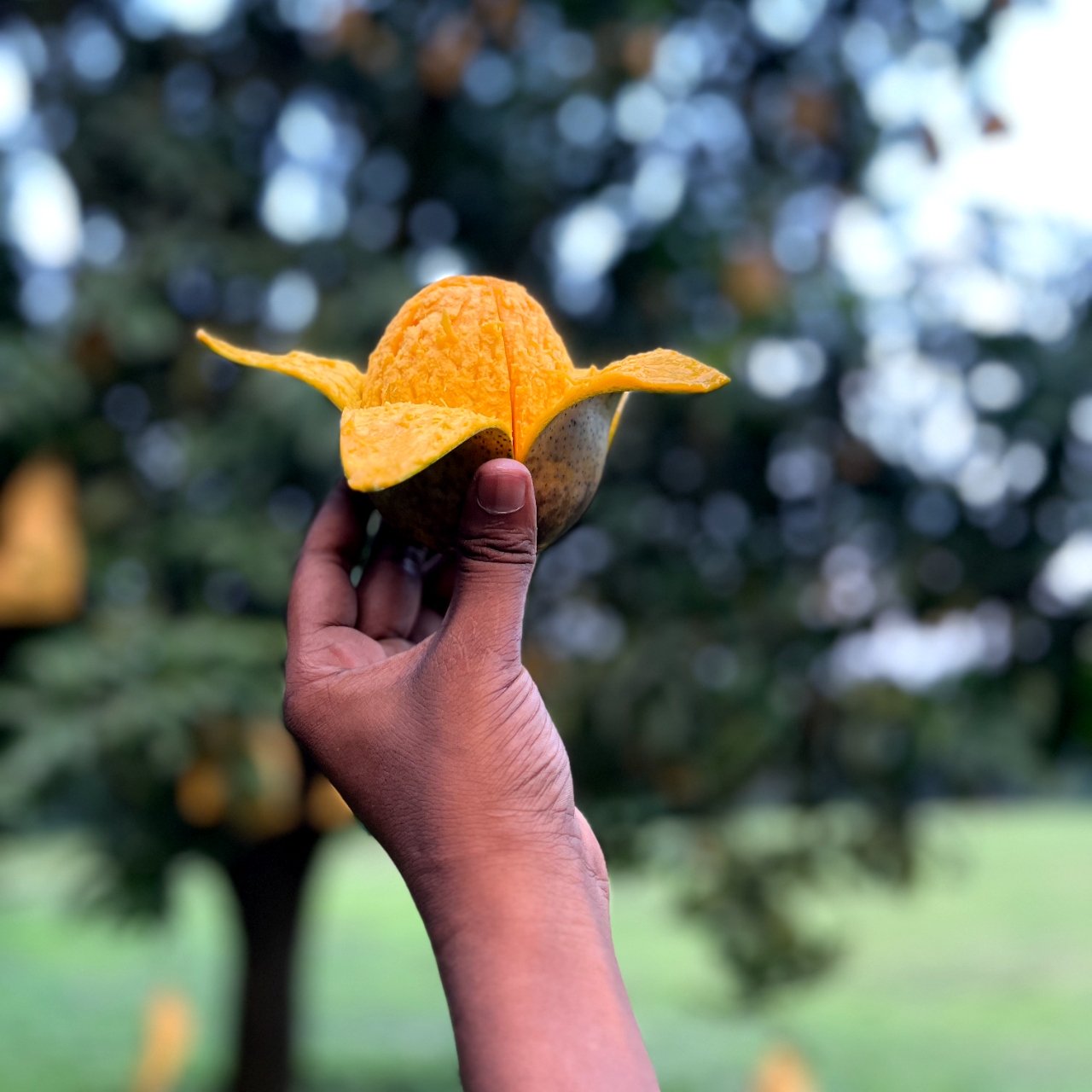 আম ৭
