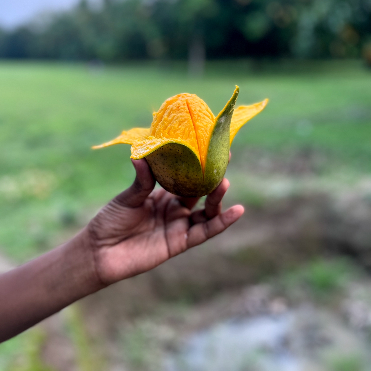 আম ৩