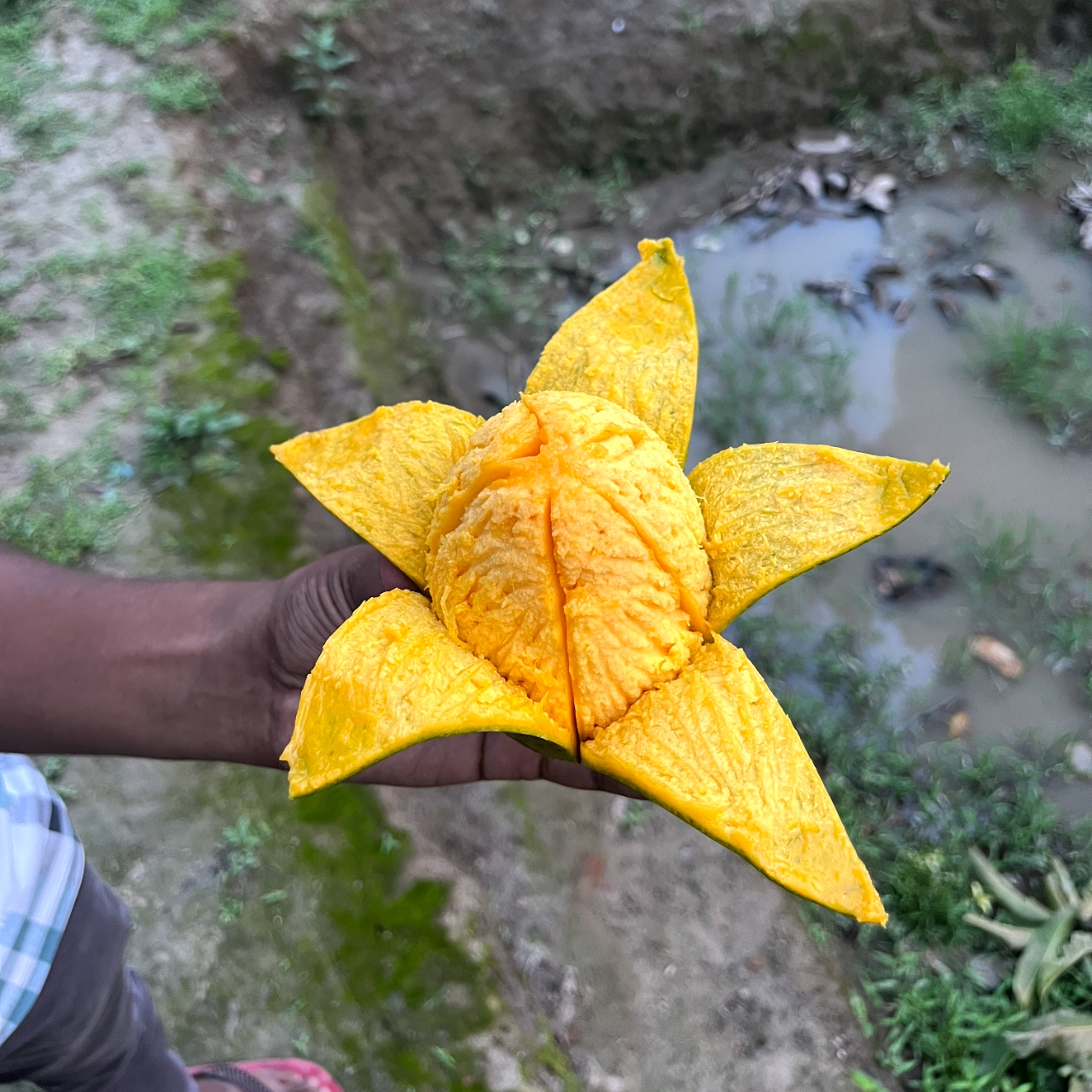 আম ৪