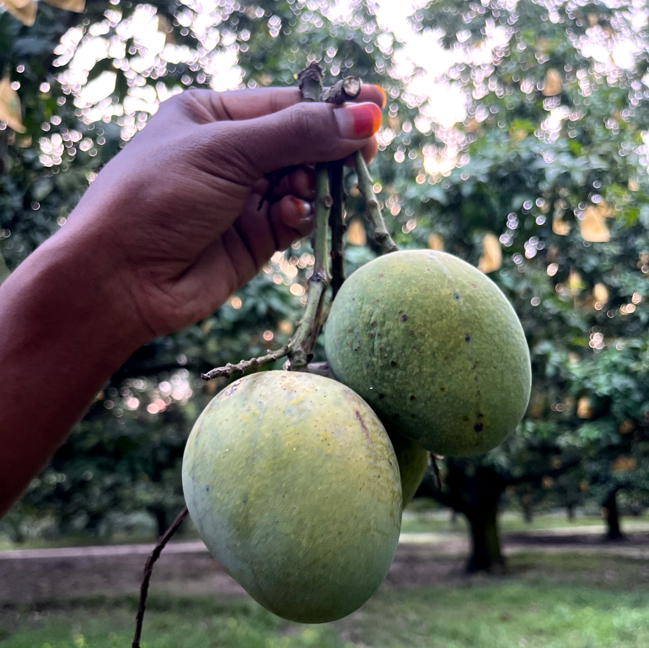 আম ৫