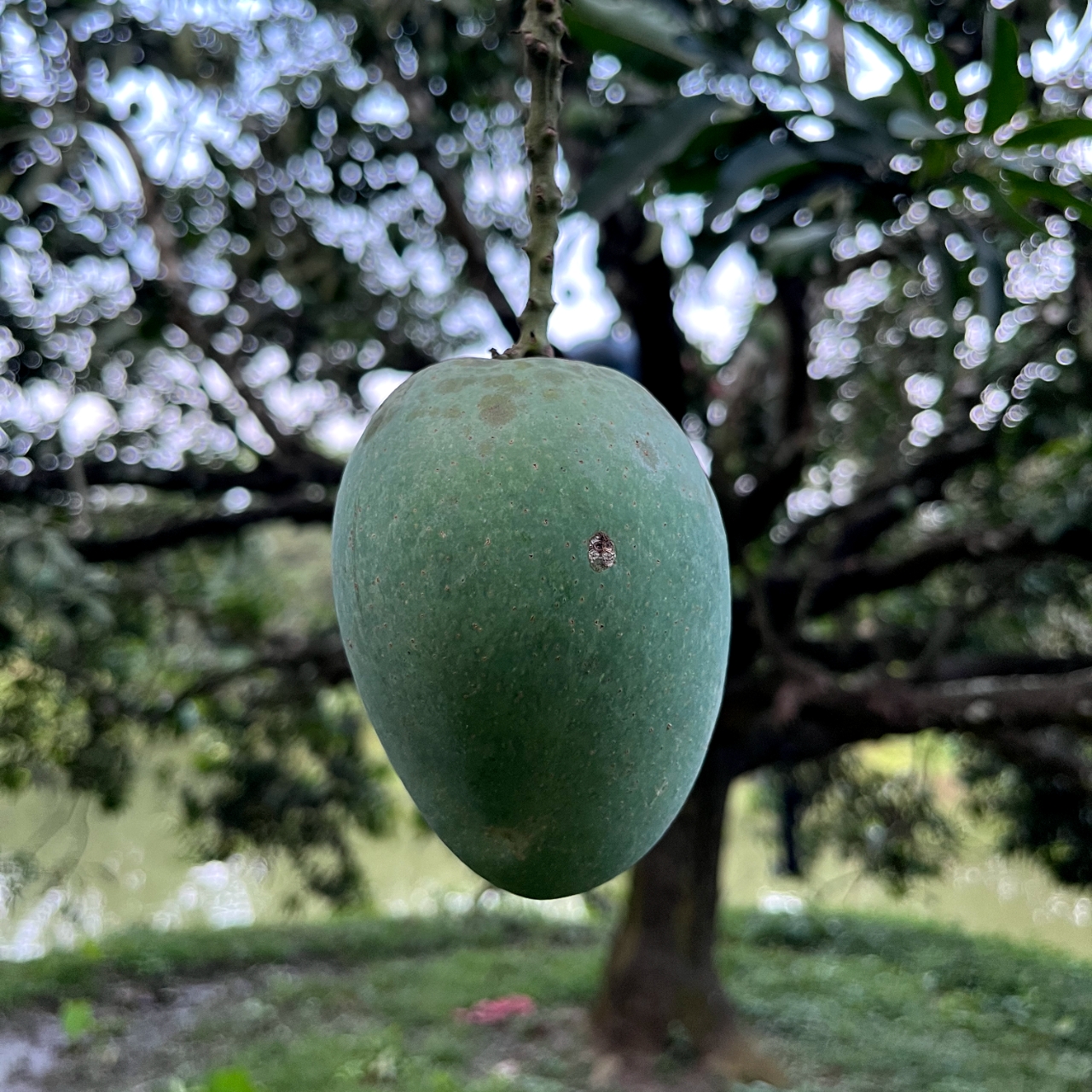 আম ১