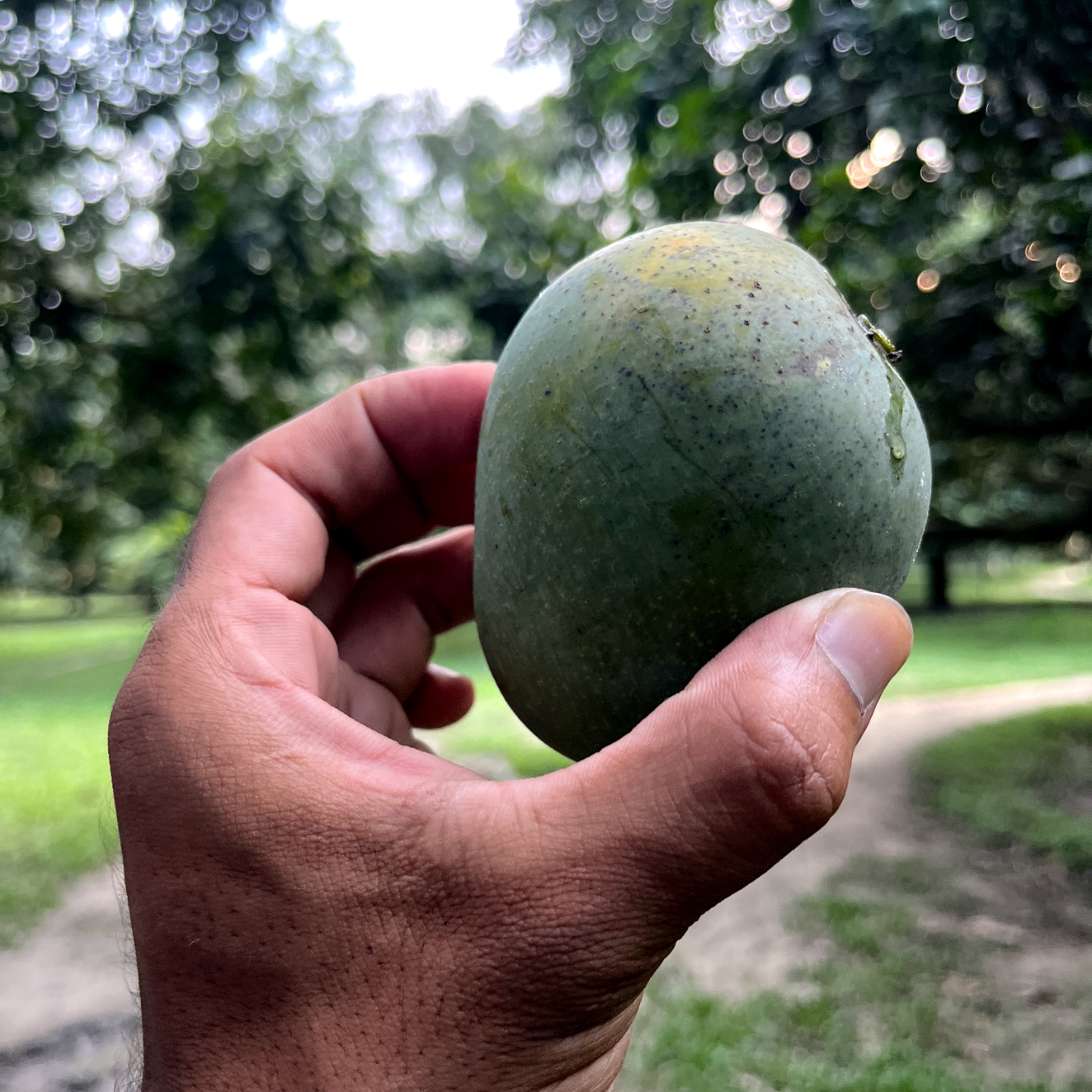 আম ২